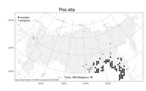 Poa alta, Мятлик высокий Hitchc., Атлас флоры России (FLORUS) (Россия)