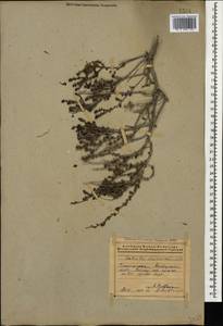 Nitrosalsola ericoides (M. Bieb.) Theodorova, Кавказ, Азербайджан (K6) (Азербайджан)