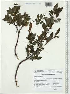 Salix waldsteiniana Willd., Западная Европа (EUR) (Италия)