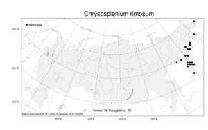 Chrysosplenium rimosum, Селезеночник щелистый Kom., Атлас флоры России (FLORUS) (Россия)