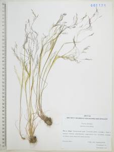 Полевица шероховатая Willd., Сибирь, Дальний Восток (S6) (Россия)