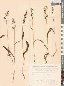 Любка комарниковая (L.f.) Lindl., Сибирь, Чукотка и Камчатка (S7) (Россия)