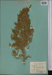 Caroxylon dendroides (Pall.) Tzvelev, Средняя Азия и Казахстан, Западный Тянь-Шань и Каратау (M3) (Киргизия)