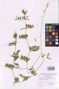 Горошек крупноцветковый Scop., Восточная Европа, Ростовская область (E12a) (Россия)
