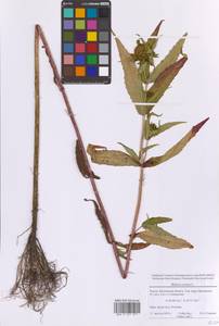 Череда поникающая, Череда поникшая L., Восточная Европа, Московская область и Москва (E4a) (Россия)