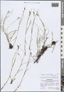 Осока ранняя Schreb., Восточная Европа, Средневолжский район (E8) (Россия)