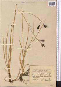 Carex nivalis Boott, Средняя Азия и Казахстан, Западный Тянь-Шань и Каратау (M3) (Узбекистан)