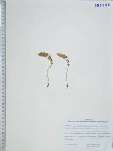 Щитовник пахучий (L.) Schott, Сибирь, Дальний Восток (S6) (Россия)