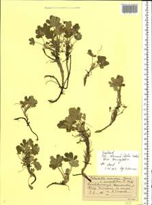 Potentilla cinerea subsp. incana (G. Gaertn., B. Mey. & Scherb.) Asch., Восточная Европа, Центральный лесостепной район (E6) (Россия)