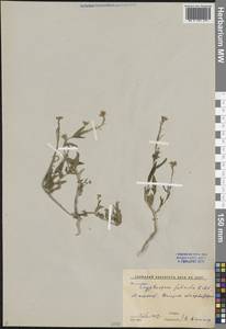 Скрытосемянница серповидная Kar. & Kir., Средняя Азия и Казахстан, Сырдарьинские пустыни и Кызылкумы (M7) (Узбекистан)