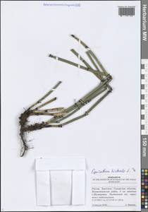 Хвощ зимующий L., Восточная Европа, Средневолжский район (E8) (Россия)