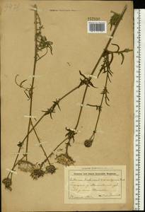 Василек шероховатый L., Восточная Европа, Белоруссия (E3a) (Белоруссия)