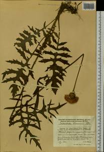 Klasea centauroides subsp. komarovii (Iljin) L. Martins, Сибирь, Дальний Восток (S6) (Россия)