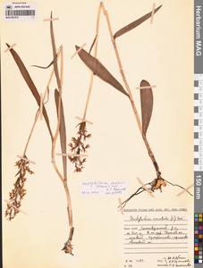 Пальчатокоренник Фукса (Druce) Soó, Восточная Европа, Северный район (E1) (Россия)