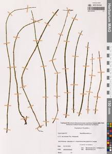 Хвощ приречный, Хвощ топяной L., Сибирь, Чукотка и Камчатка (S7) (Россия)