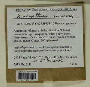 Homomallium connexum (Cardot) Broth., Гербарий мохообразных, Мхи - Дальний Восток (без Чукотки и Камчатки) (B20) (Россия)