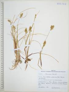 Anthoxanthum monticola (Bigelow) Veldkamp, Сибирь, Дальний Восток (S6) (Россия)