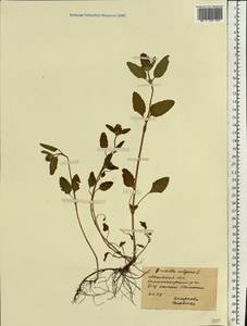 Черноголовка обыкновенная L., Восточная Европа, Московская область и Москва (E4a) (Россия)