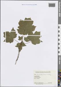 Клен гирканский Fisch. & C.A.Mey., Кавказ, Азербайджан (K6) (Азербайджан)