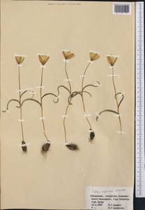 Тюльпан двуцветковый Pall., Средняя Азия и Казахстан, Сырдарьинские пустыни и Кызылкумы (M7) (Узбекистан)