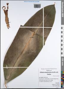Etlingera megalocheilos (Griff.) A.D.Poulsen, Зарубежная Азия (ASIA) (Вьетнам)