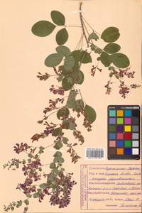 Леспедеца двуцветная Turcz., Сибирь, Дальний Восток (S6) (Россия)