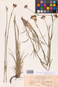 Гвоздика Андржейовского Zapal., Восточная Европа, Центральный лесостепной район (E6) (Россия)