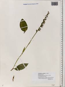 Hemipilia cucullata (L.) Y.Tang, H.Peng & T.Yukawa, Восточная Европа, Центральный лесной район (E5) (Россия)