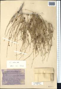 Джузгун краснеющий Mattei, Средняя Азия и Казахстан, Каракумы (M6) (Туркмения)