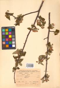 Яблоня лесная Mill., Восточная Европа, Центральный лесостепной район (E6) (Россия)