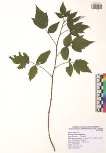 Малина обыкновенная L., Восточная Европа, Центральный район (E4) (Россия)