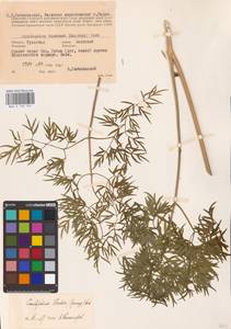 Cenolophium fischeri (Spreng.) W. D. J. Koch, Восточная Европа, Центральный район (E4) (Россия)