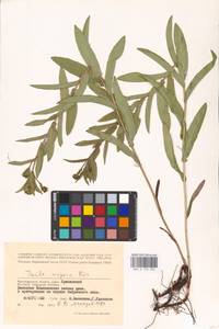 Pentanema salicinum subsp. asperum (Poir.) Mosyakin, Восточная Европа, Нижневолжский район (E9) (Россия)