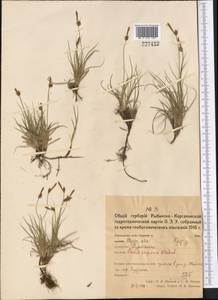 Осока приземистая Willd. ex Wahlenb., Средняя Азия и Казахстан, Северный и Центральный Казахстан (M10) (Казахстан)