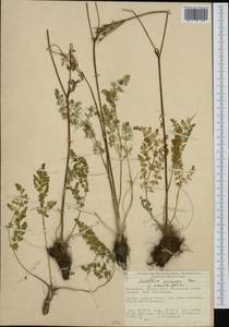Mutellina adonidifolia (J. Gay) Gutermann, Западная Европа (EUR) (Швейцария)