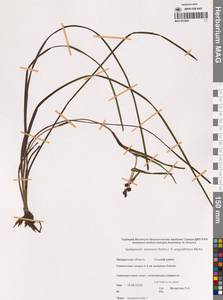 Ежеголовник всплывающий, Ежеголовник всплывший Rehmann, Сибирь, Чукотка и Камчатка (S7) (Россия)