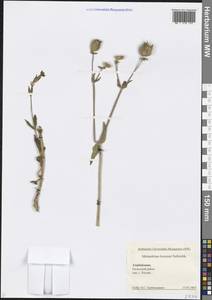 Смолевка широколистная, Кавказ, Азербайджан (K6) (Азербайджан)