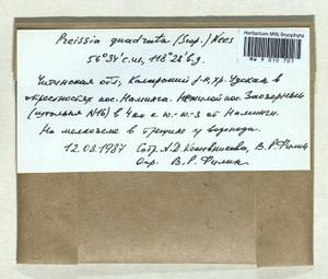 Marchantia quadrata Scop., Гербарий мохообразных, Мхи - Прибайкалье и Забайкалье (B18) (Россия)