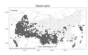 Carum carvi, Тмин обыкновенный L., Атлас флоры России (FLORUS) (Россия)