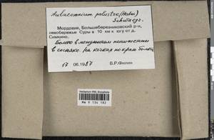 Aulacomnium palustre (Hedw.) Schwägr., Гербарий мохообразных, Мхи - Среднее Поволжье (B9) (Россия)