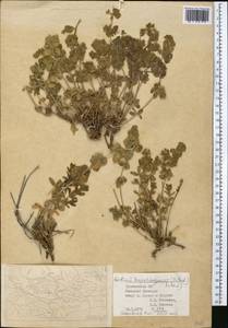 Cruciata taurica subsp. persica (DC.) Ehrend., Средняя Азия и Казахстан, Копетдаг, Бадхыз, Малый и Большой Балхан (M1) (Туркмения)