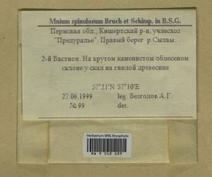 Mnium spinulosum Bruch & Schimp., Гербарий мохообразных, Мхи - Пермский край, Удмуртия, Свердловская и Кировская области (B8) (Россия)