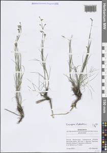 Пустынница Биберштейна (Schltdl.) Holub, Восточная Европа, Нижневолжский район (E9) (Россия)