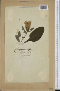 Колокольчик одноцветковый L., Западная Европа (EUR)
