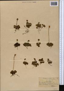 Одноцветка крупноцветковая (L.) A. Gray, Средняя Азия и Казахстан, Северный и Центральный Тянь-Шань (M4) (Казахстан)