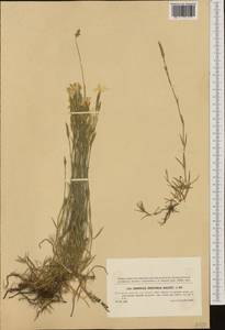 Dianthus serotinus Waldst. & Kit., Западная Европа (EUR) (Словакия)