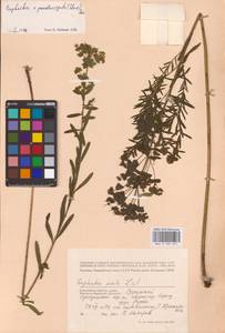 Euphorbia saratoi Ardoino, Восточная Европа, Западный район (E3) (Россия)