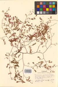 Молочай приземистый Willd., Сибирь, Дальний Восток (S6) (Россия)