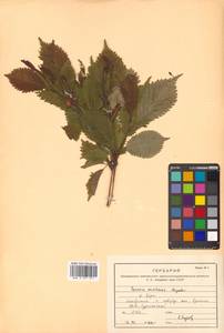 Prunus nipponica var. kurilensis (Miyabe) E. H. Wilson, Сибирь, Дальний Восток (S6) (Россия)