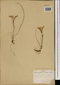 Ирис русский, Касатик русский Ker Gawl., Монголия (MONG) (Монголия)